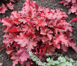 Heuchera - Forever Red