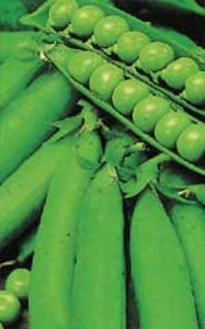 Pea - Homesteader or Lincoln JUMBO PACK (Seeds)