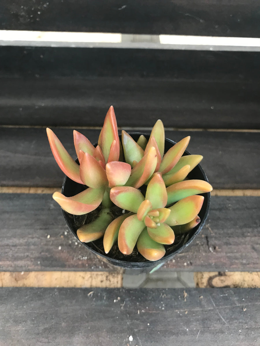 Sedum Adolphi - Sunset – Sunset Nursery