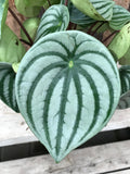 Peperomia - Watermelon