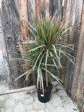 Dracaena Marginata - Bicolour