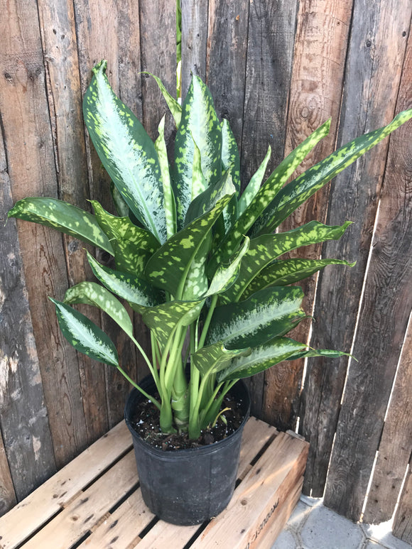 dieffenbachia panther Dieffenbachia
