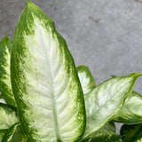 Dieffenbachia - Compacta 8"