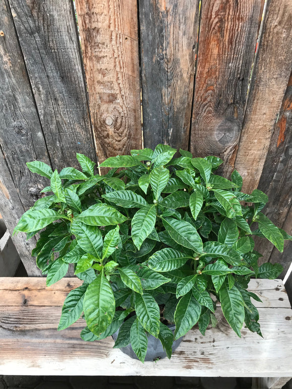 Coffee Plant