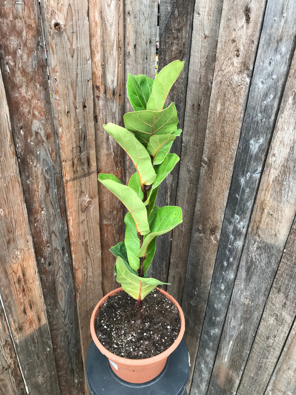 Ficus Lyrata - Dwarf Bambino