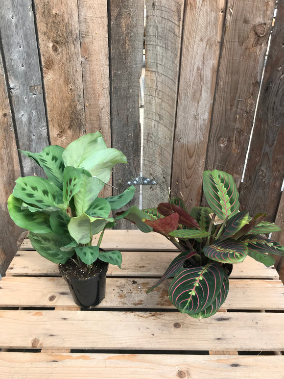 Prayer Plant (Asst)