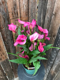 Calla Lily (Assorted Colours)