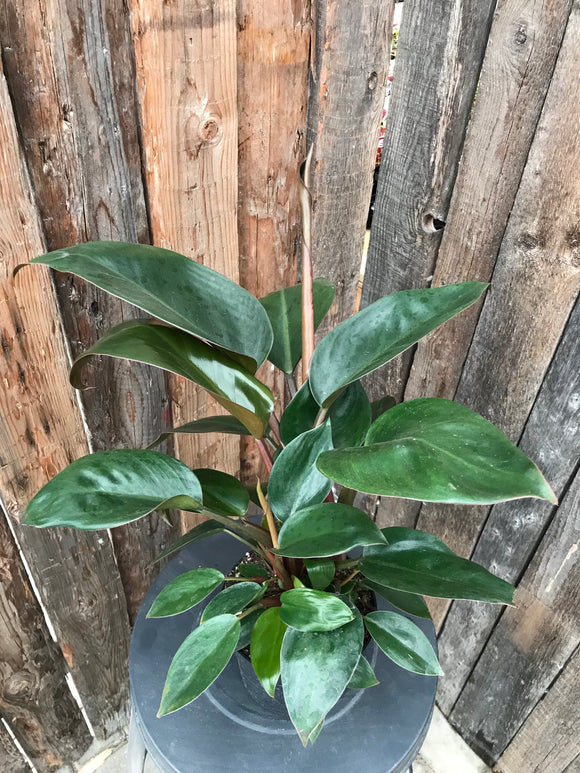 Philodendron - Red Diamond