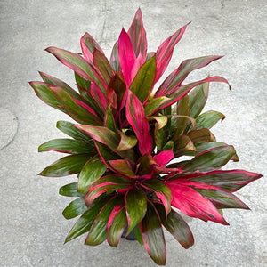 Cordyline - Maria 10"