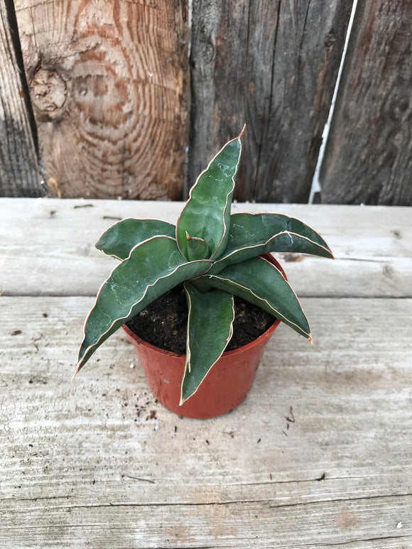 Sansevieria - Samurai