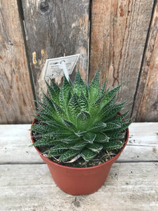 Aloe - Aristata