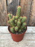 Cacti - Assorted 5"