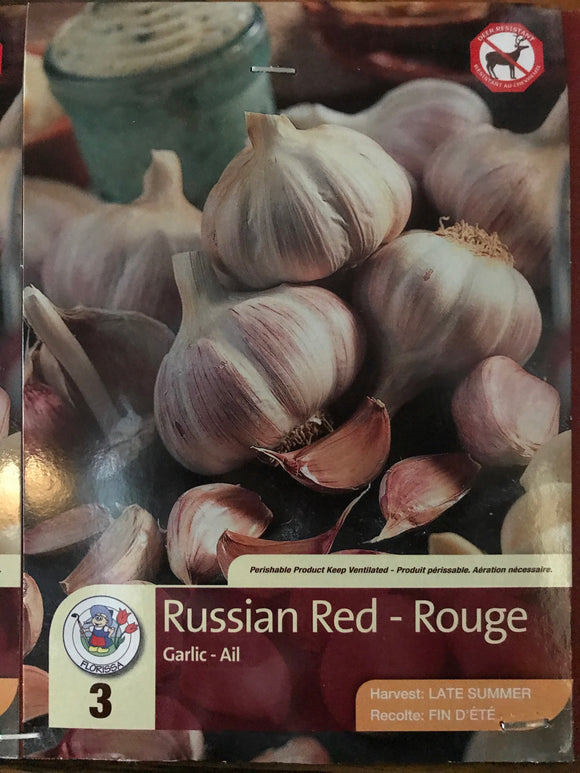 Russian Red Garlic