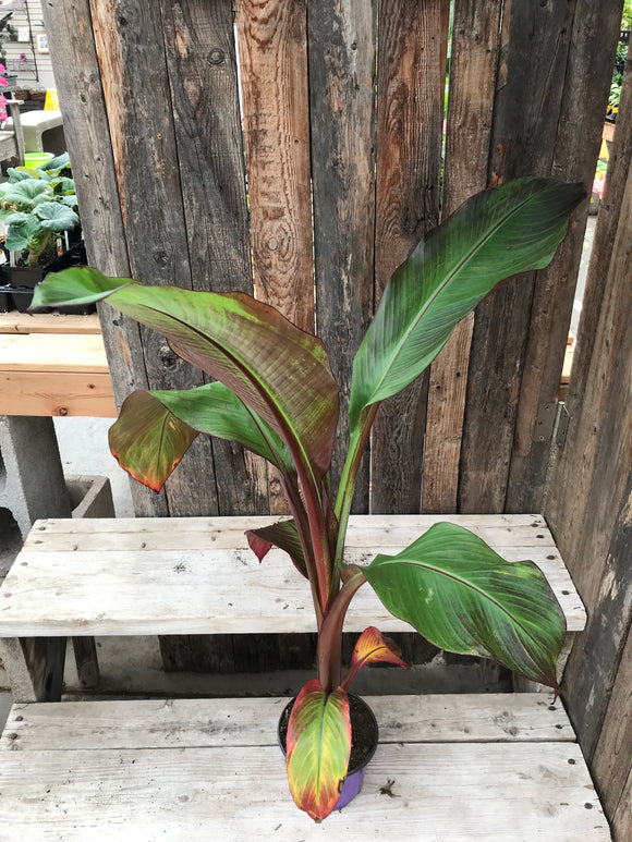 Banana Plant - Ensete Red