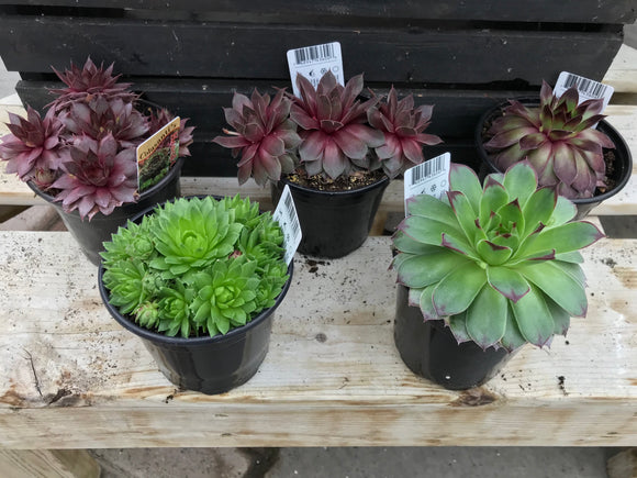 Succulent Hens and Chicks