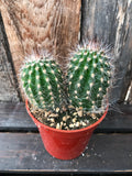 Cactus - Assorted 3.25"