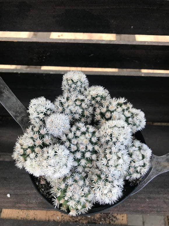 Cactus - Mammillaria Gracilis Fragilis Monstrose