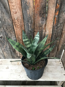 Sansevieria - Moonshine