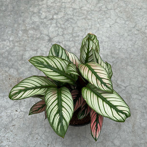 Calathea - White Star 6"