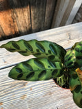 Calathea - Assorted