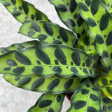 Calathea - Lancifolia 4"