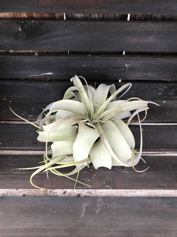 Tillandsia - Xerographica