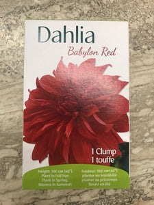 Dahlia - Babylon Red
