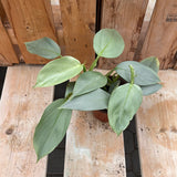 Philodendron - Silver Sword 4"