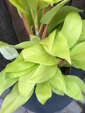 Philodendron - Lemon Lime
