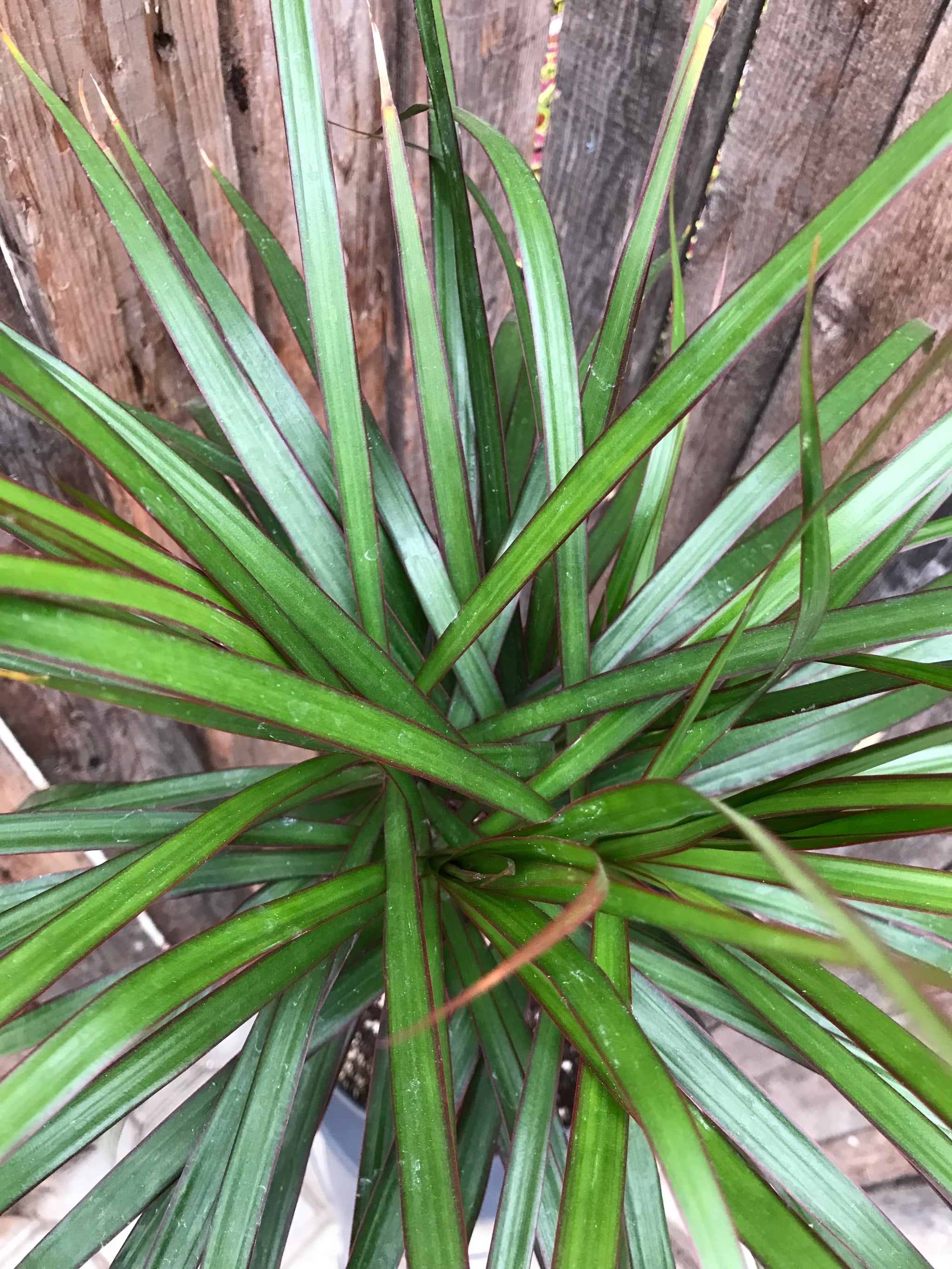 dracaena candelabra Dracaena Marginata