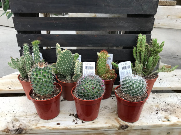 Cactus assorted 3.25