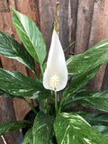 Peace Lily - Domino