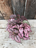 Polka Dot Plant - Assorted Colours