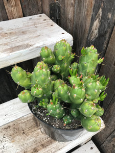 Cactus - Opuntia Gumbi 8"
