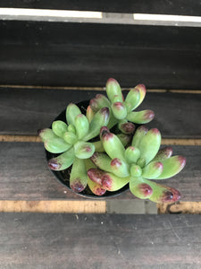 Sedum - Salsa