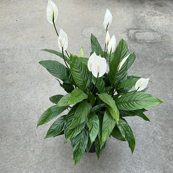Peace Lily - Deluxe 2 GAL