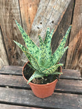 Aloe - (Assorted) 5"