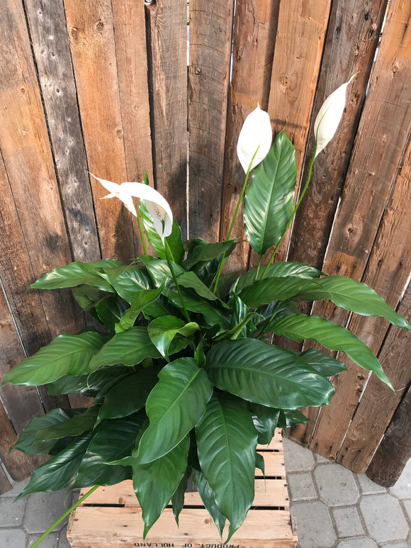 Peace Lily - Large Deluxe