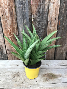 Sansevieria - Tough Lady