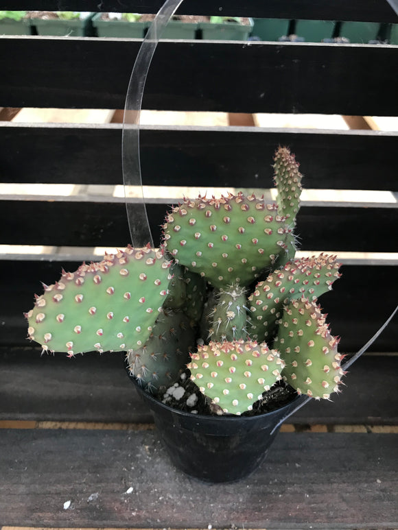 Cactus - Opuntia Domino