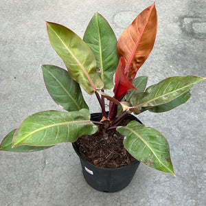 Philodendron - Red King 10"