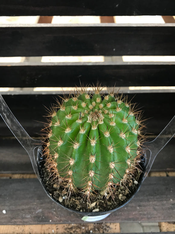 Cactus - Trichocereus Grandiflorus Hybrids
