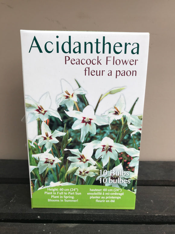 Acidanthera - Peacock Flower