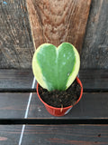 Hoya - Heart (Assorted colours)