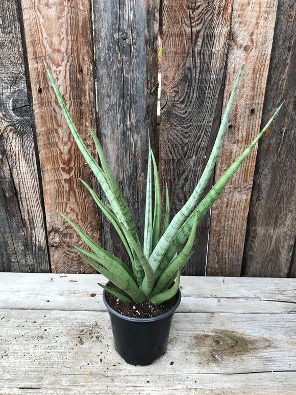 Sansevieria - Tom Gracillis