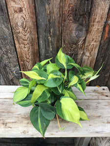 Philodendron - Brazil 5"
