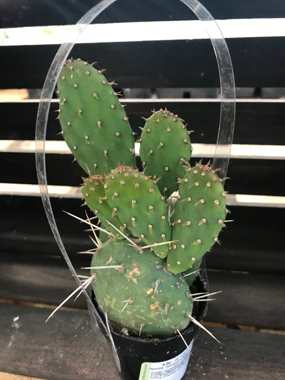 Cactus - Opuntia Johnson's Hybrid