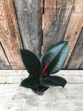 Ficus Elastica - Burgundy (Small)
