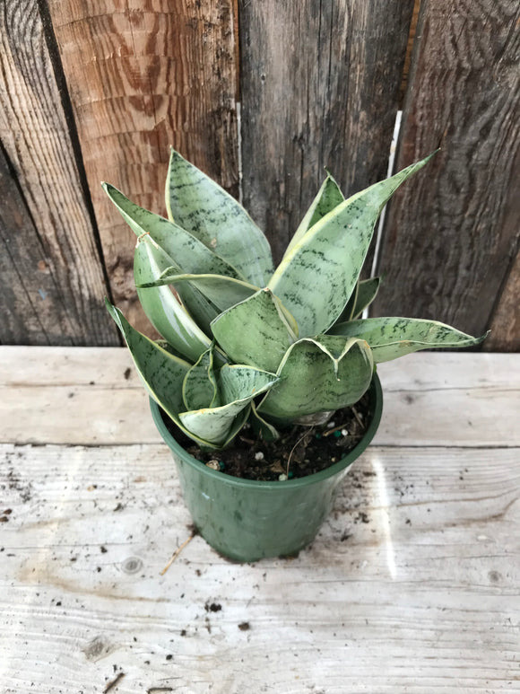 Sansevieria
