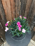 Dianthus - Pink Kisses